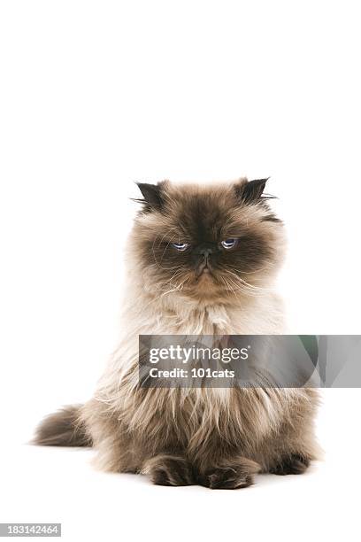 captain pugwash - ugly cat stock pictures, royalty-free photos & images