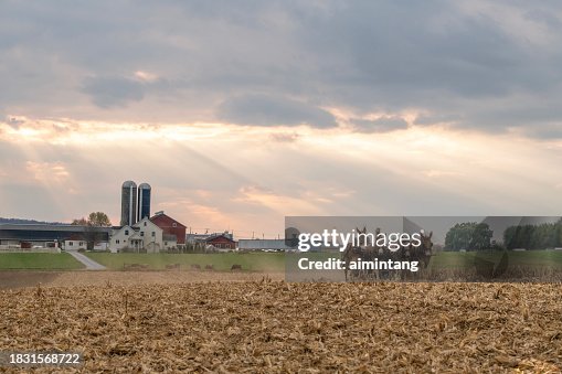 Plowing corn field Plowing corn field