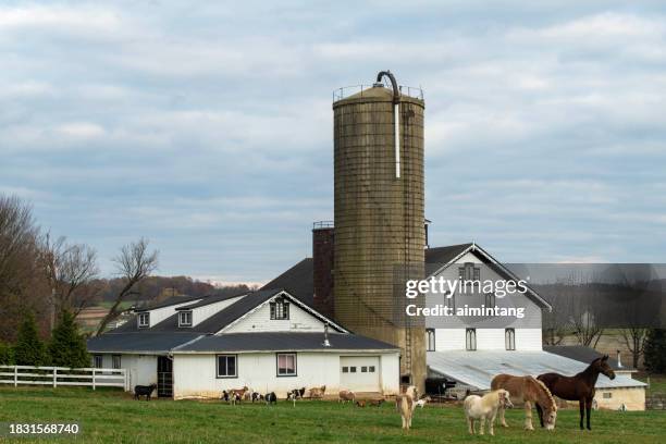animaux à la ferme amish - lancaster-pennsylvania photos et images de collection
