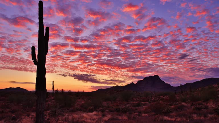 https://media.gettyimages.com/id/1831584418/video/saguaro-cactus-desert-sunset-phoneix-arizona.jpg?b=1&s=640x640&k=20&c=Y9LgHY60VxycYpZQN4QIlOiOKY4-TpPKdNnbKIuExoU=