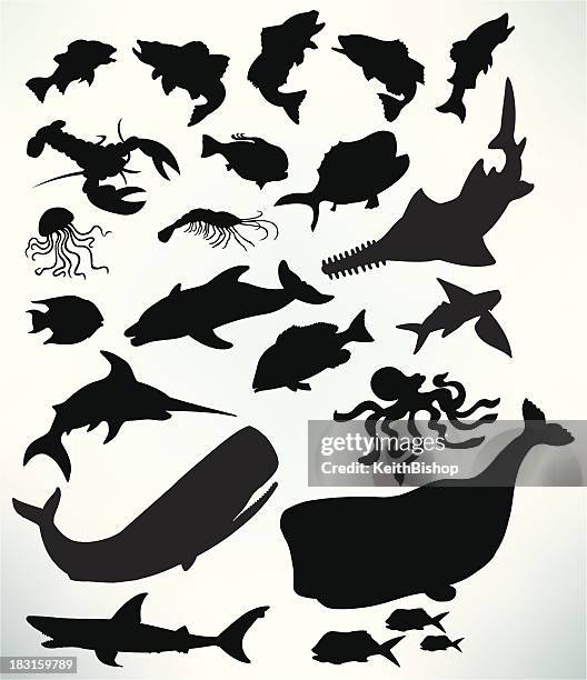 ilustraciones, imágenes clip art, dibujos animados e iconos de stock de vida marina: pesca de tiburón ballena,, langosta, medusa - medusa cnidario