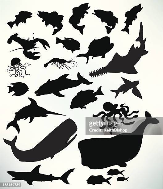 illustrazioni stock, clip art, cartoni animati e icone di tendenza di sea life-squalo balena, il pesce, aragosta, meduse - whales