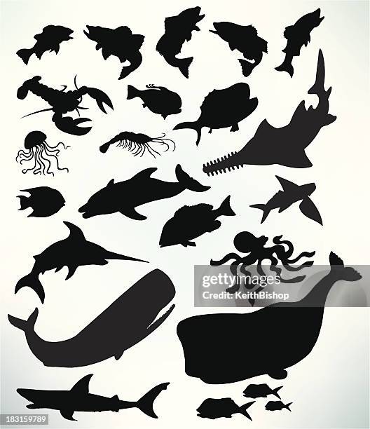 sea life - fish, shark, whale, lobster, jellyfish - mammal stock illustrations