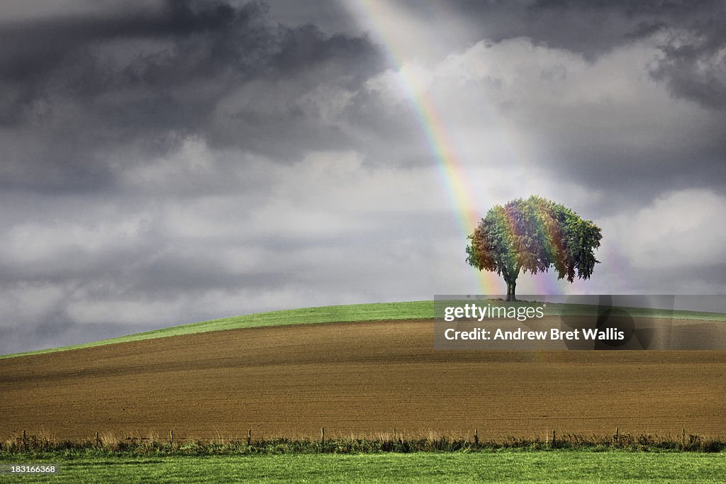 Solitary tree illuminated by a rainbow