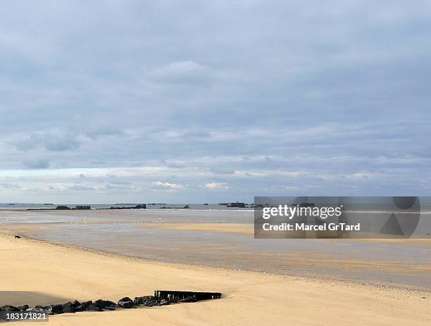 Un chien noir solitaire se promène sur la plage désertée d'Asnelles-sur-mer découverte à marée basse. Au fond, apparaissent les vestiges du port...