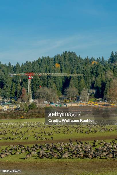 Cackling geese and snow geese feeding on grass in a field in Woodinville, Washington State, USA, with buildings and construction cranes in the...