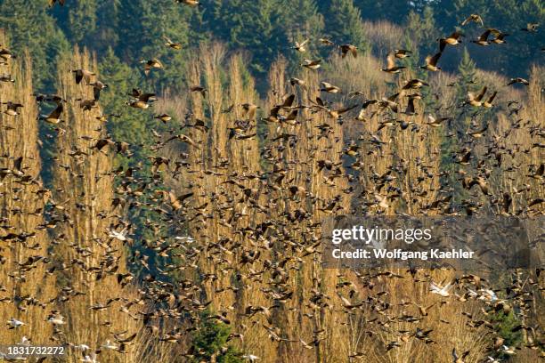 Cackling geese and snow geese flying over a field in Woodinville, Washington State, USA, after being spooked while feeding in the field.