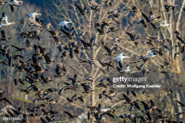 Cackling geese and snow geese flying over a field in Woodinville, Washington State, USA, after being spooked while feeding in the field.