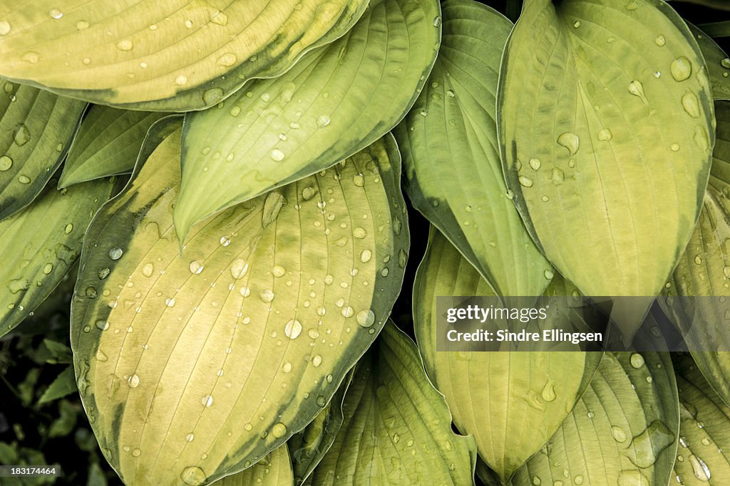 Garden leaves in springtime