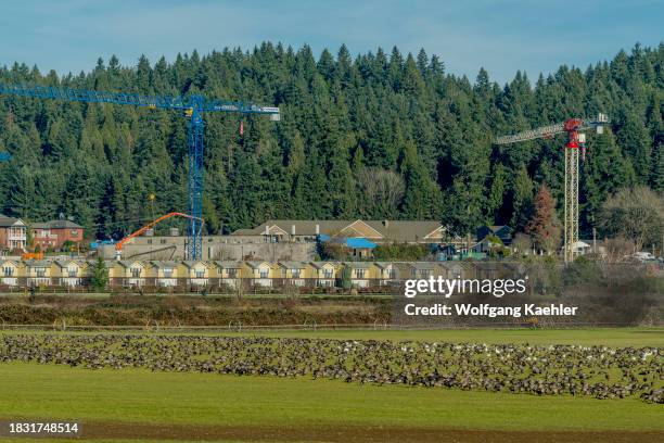 Cackling geese and snow geese feeding on grass in a field in Woodinville, Washington State, USA, with buildings and construction cranes in the...