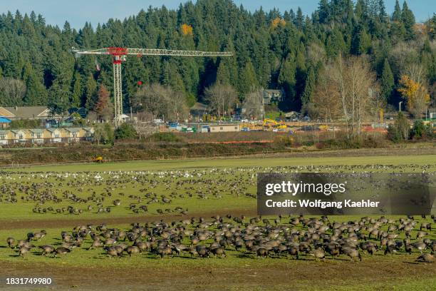 Cackling geese and snow geese feeding on grass in a field in Woodinville, Washington State, USA, with buildings and construction cranes in the...