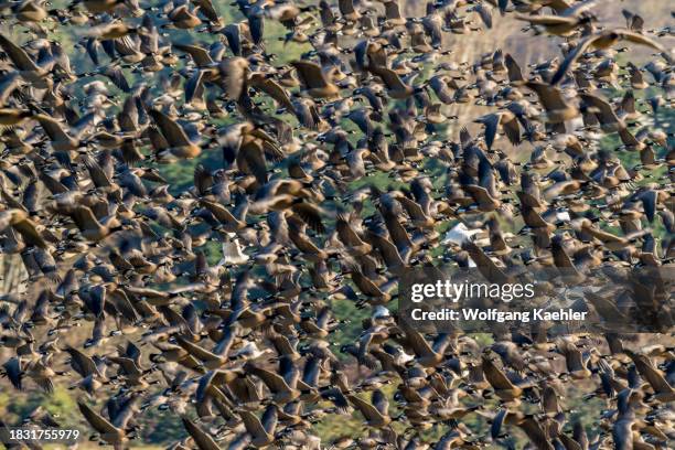 Cackling geese and snow geese flying over a field in Woodinville, Washington State, USA, after being spooked while feeding in the field.