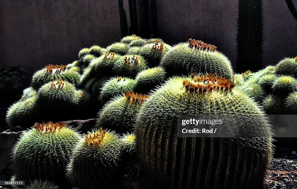 Mexican Golden Barrel Cactus