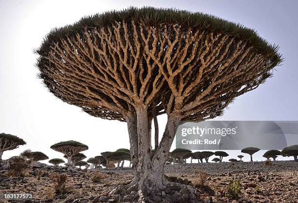 dragon tree, socotra - dragon tree stock pictures, royalty-free photos & images