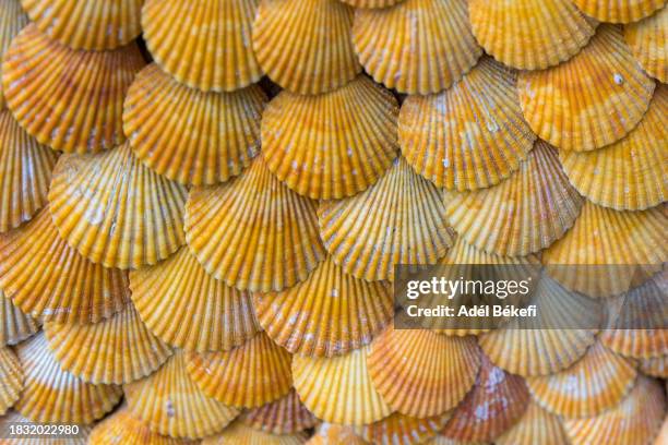background of seashells - shell texture stock pictures, royalty-free photos & images