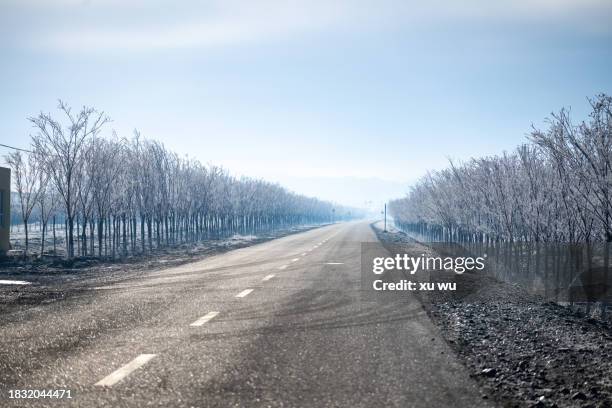 rows of dry and frozen trees on the asphalt roadside in winter - roadside photos et images de collection
