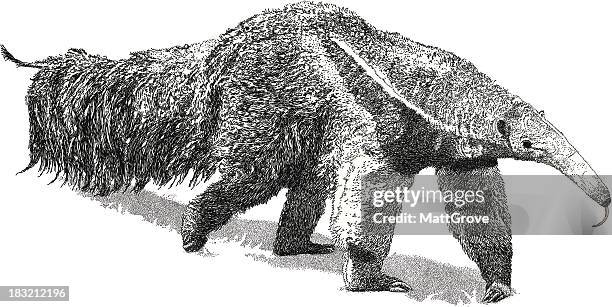 großer ameisenbär - giant anteater stock-grafiken, -clipart, -cartoons und -symbole