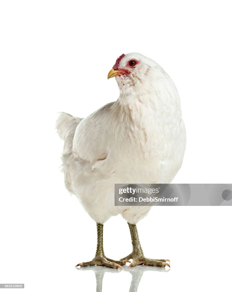 Galinha Araucana isolado no branco