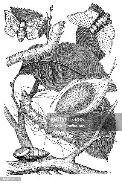 engraving metamorphosis of silkworm to cocoon - silk moth stock illustrations