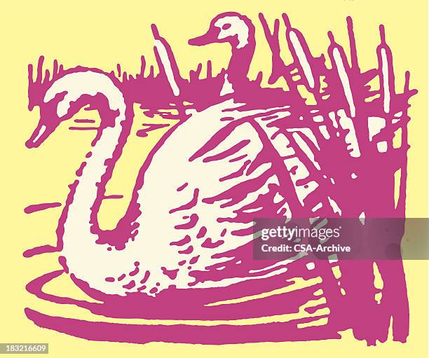 swimming swans - marsh stock illustrations