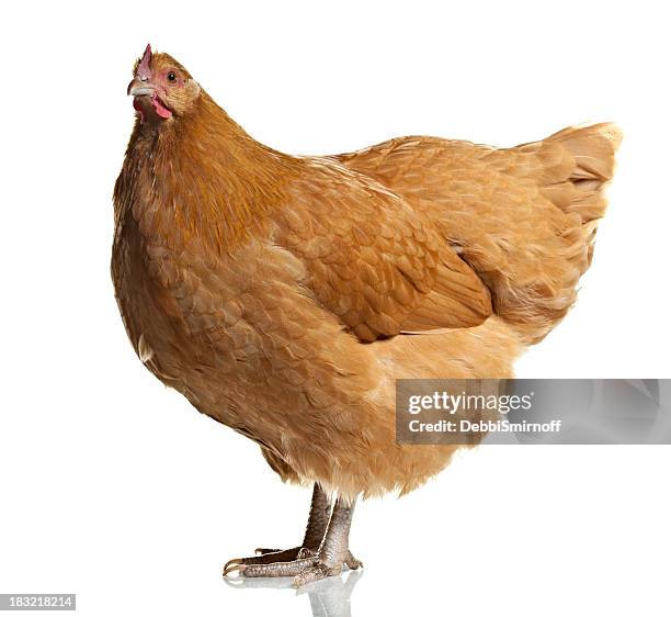 64 Buff Orpington Chicken Stock Photos, High-Res Pictures, and