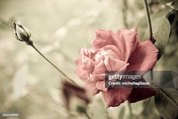 Livecycle Roses Life Cycle Of A Rose Photos and Premium High Res Pictures - Getty Images