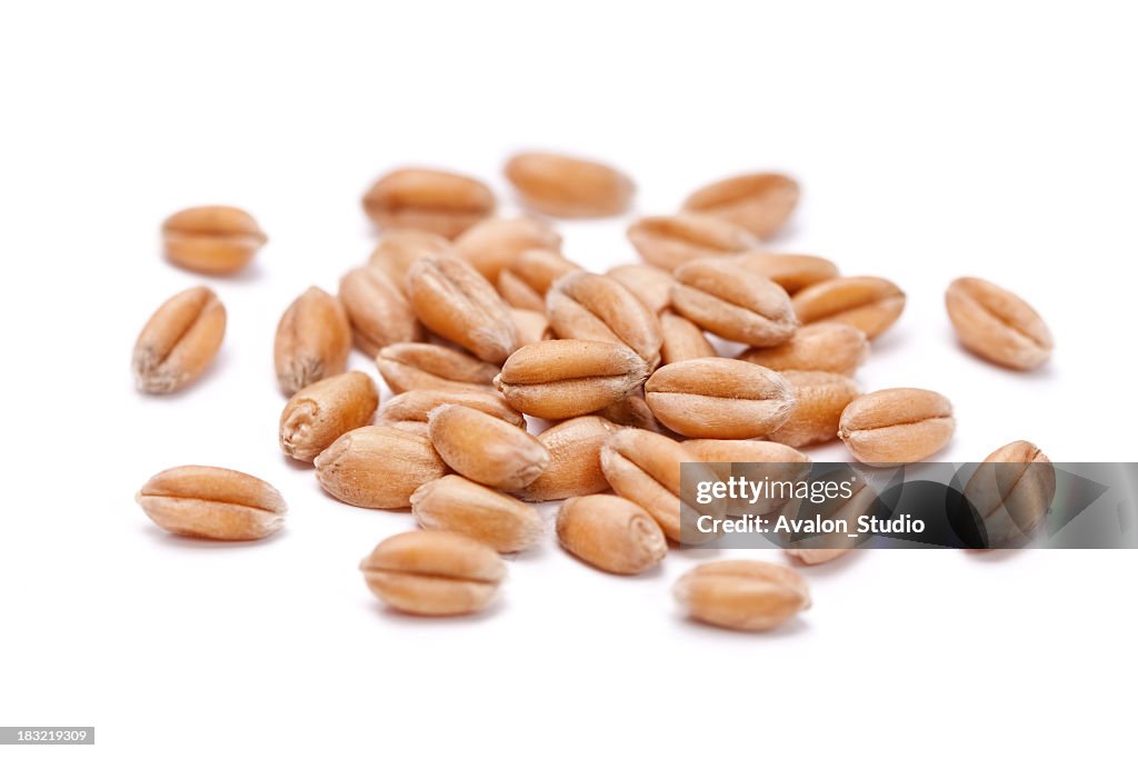 Wheat grain
