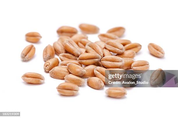 wheat  grain - seed stockfoto's en -beelden