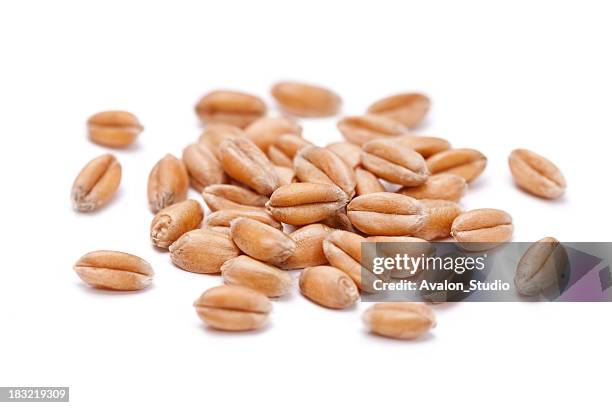 wheat  grain - seed stock pictures, royalty-free photos & images