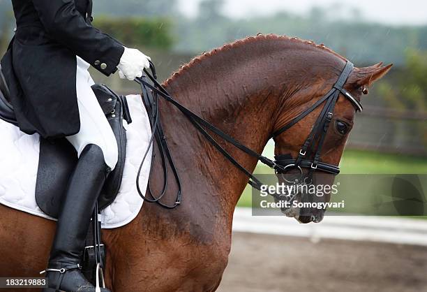 riding in the rain - dressage stock pictures, royalty-free photos & images