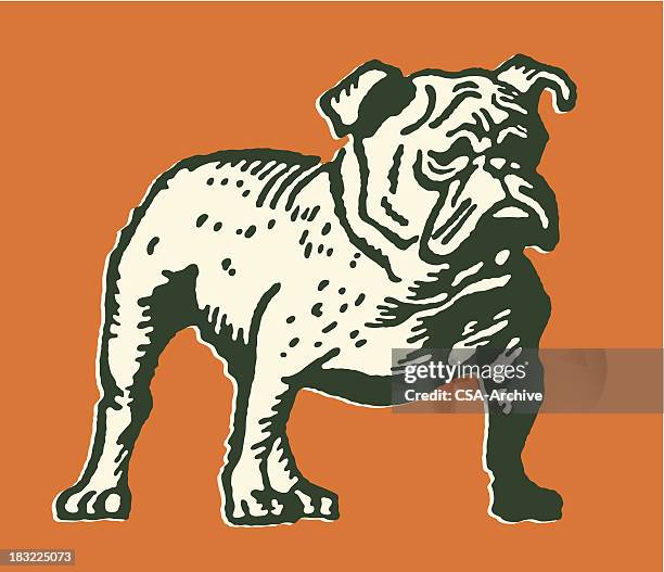 ilustraciones, imágenes clip art, dibujos animados e iconos de stock de bulldog - mejor perro de la exposición de todas las razas