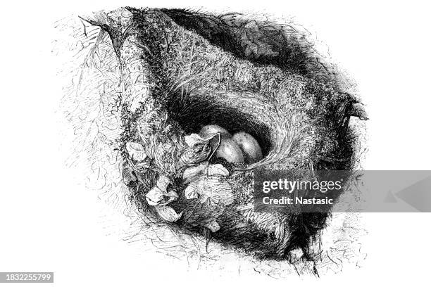 oirol's nest - bird nest stock illustrations