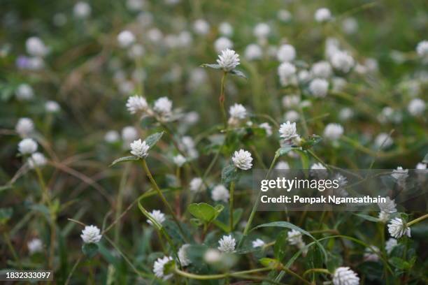 angiosperms white flower grass gomphrena celosioides mart - abyssinica stock pictures, royalty-free photos & images