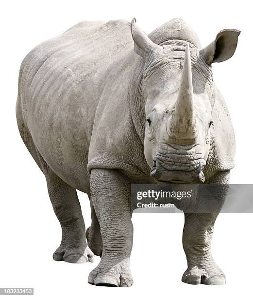 rinoceronte di clipping path su sfondo bianco - rhinoceros foto e immagini stock