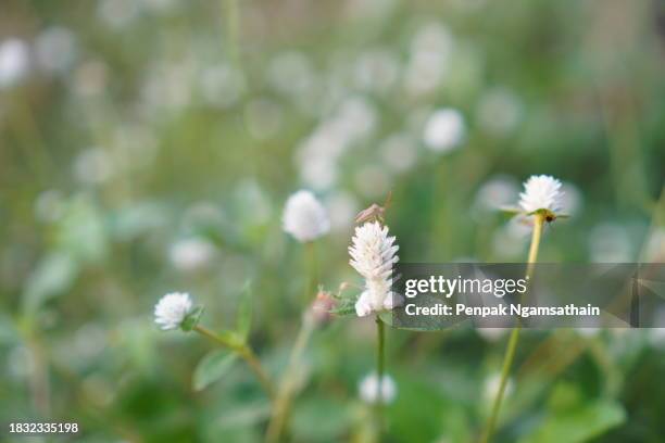 angiosperms white flower grass gomphrena celosioides mart - abyssinica stock pictures, royalty-free photos & images
