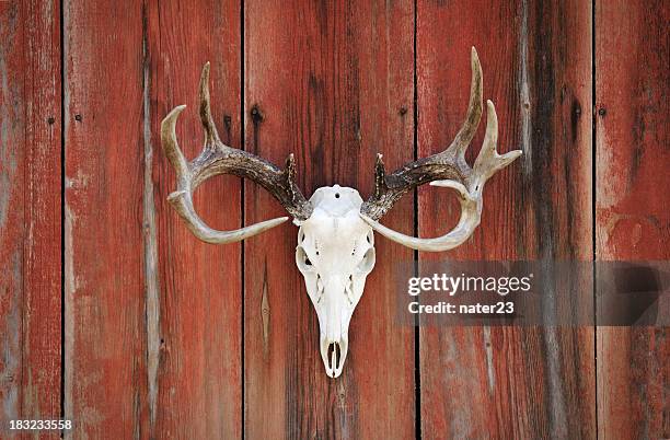 Basket Rack Deer 2,061 Whitetail Deer Antlers Stock Photos, High-Res Pictures, and ...