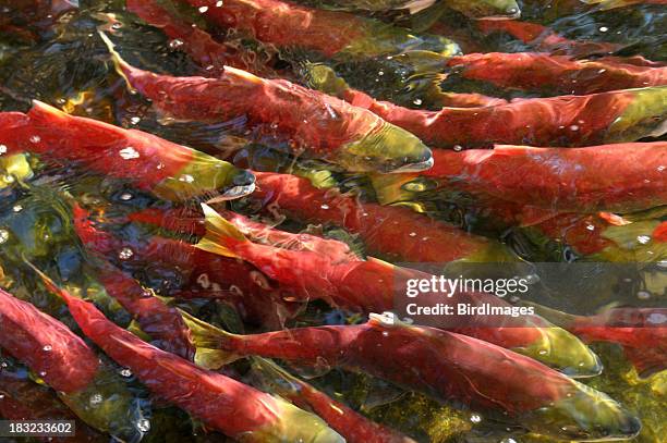 salmão vermelho nadar a montante. - desovar imagens e fotografias de stock