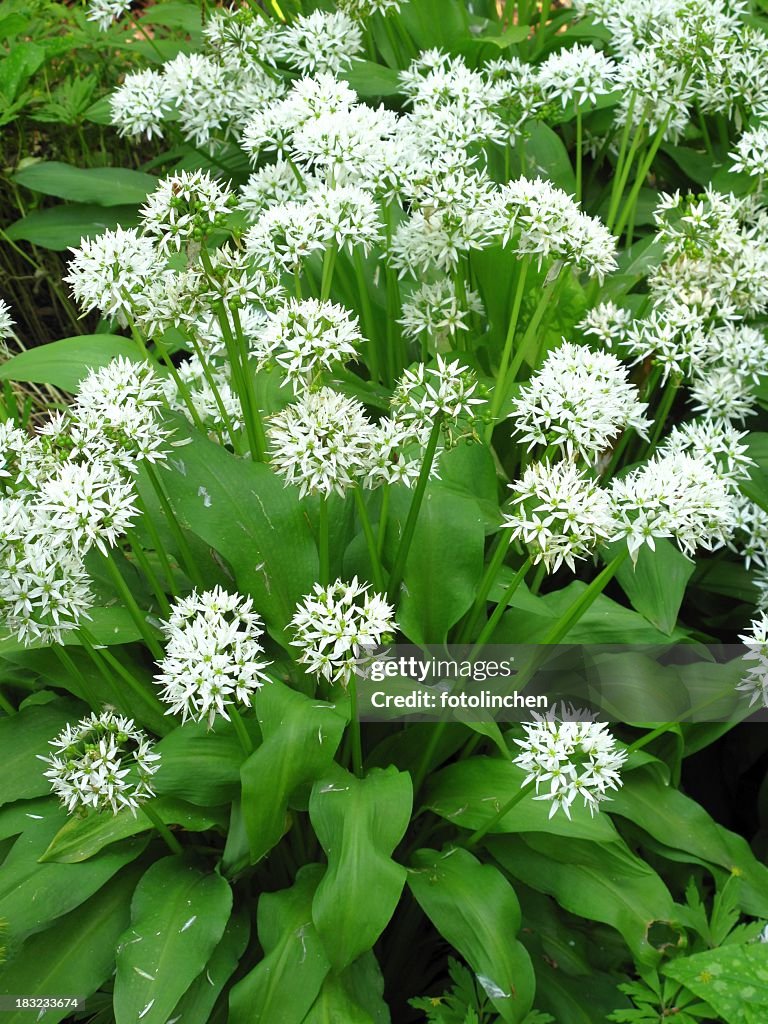 Wild garlic with white flowers in full bloom