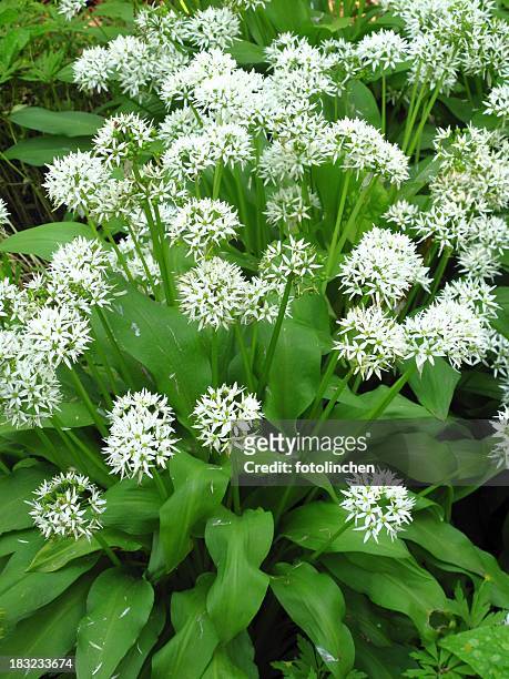 wild garlic with white flowers in full bloom - wild leek stock pictures, royalty-free photos & images