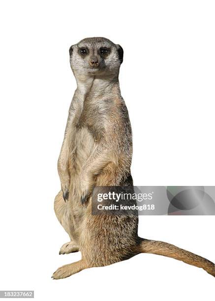 meercat - meerkat stockfoto's en -beelden