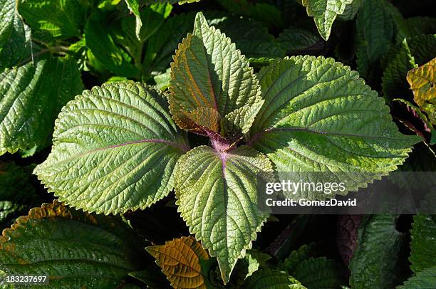 close-up of organic perilla plants growing on farm - shiso stock pictures, royalty-free photos & images