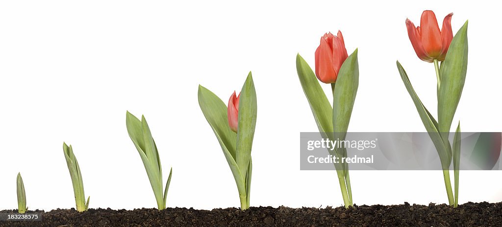 Tulip growth