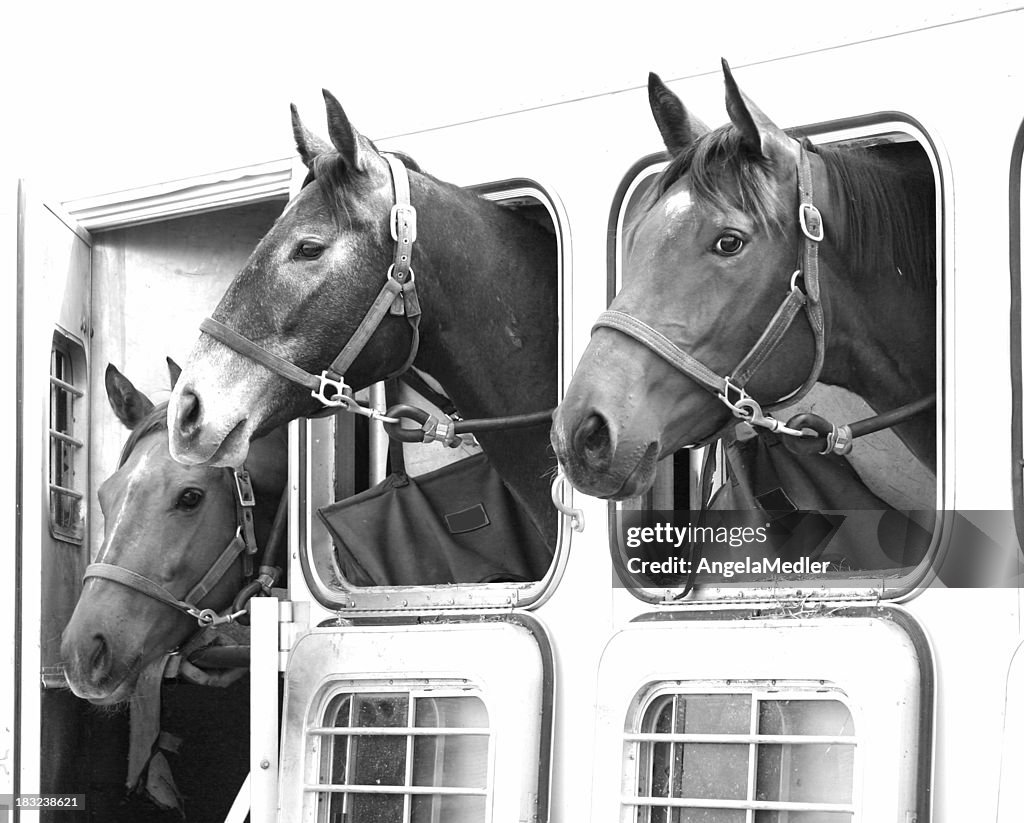 Horses in Trailer