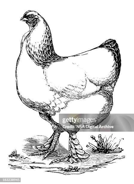 hen/alte vogel illustrationen - chicken meat stock-grafiken, -clipart, -cartoons und -symbole