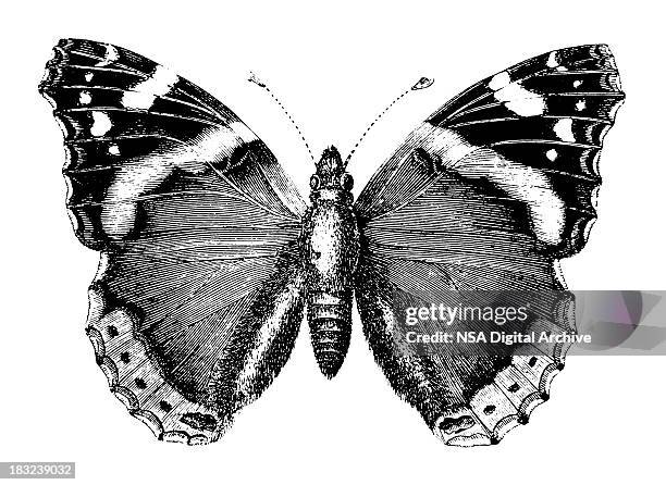 stockillustraties, clipart, cartoons en iconen met butterfly | antique animal illustrations - butterfly effect