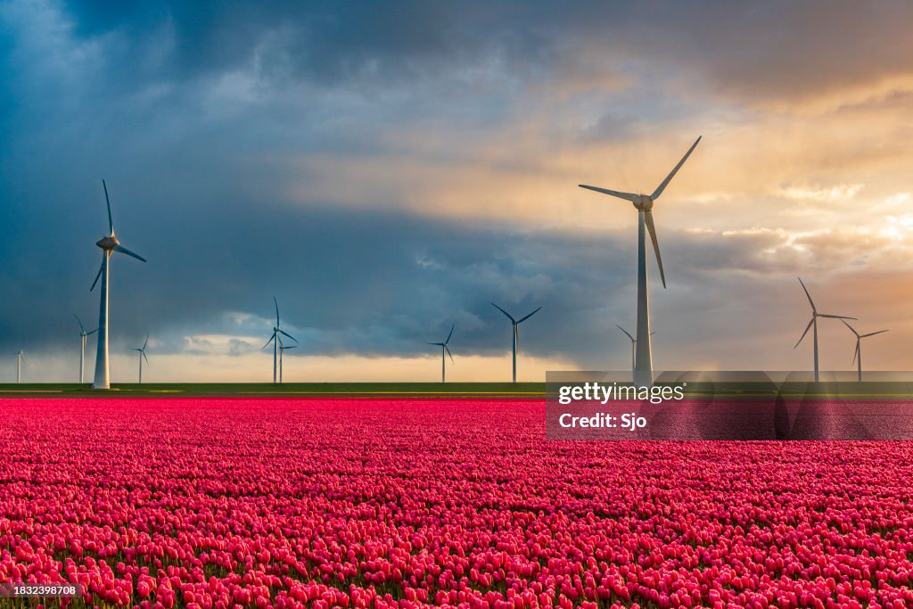 Des tulipes rouges dans un champ avec des éoliennes produisant de l’énergie propre en arrière-plan