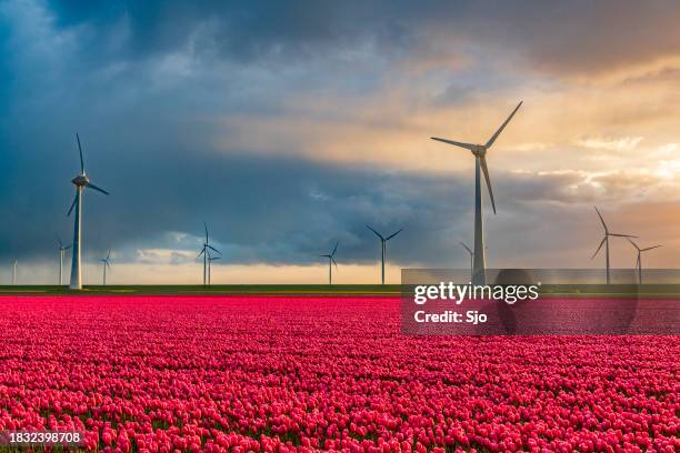 red tulips in a field with wind turbines producing clean energy in the background - netherlands sunset stock pictures, royalty-free photos & images