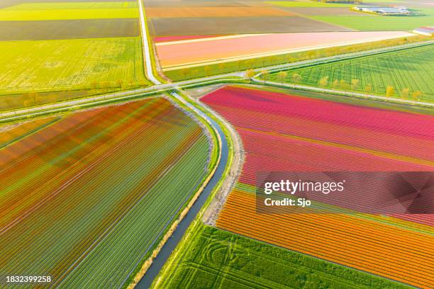 tulips growing in agricutlural fields during springtime seen from above - flevoland stock pictures, royalty-free photos & images