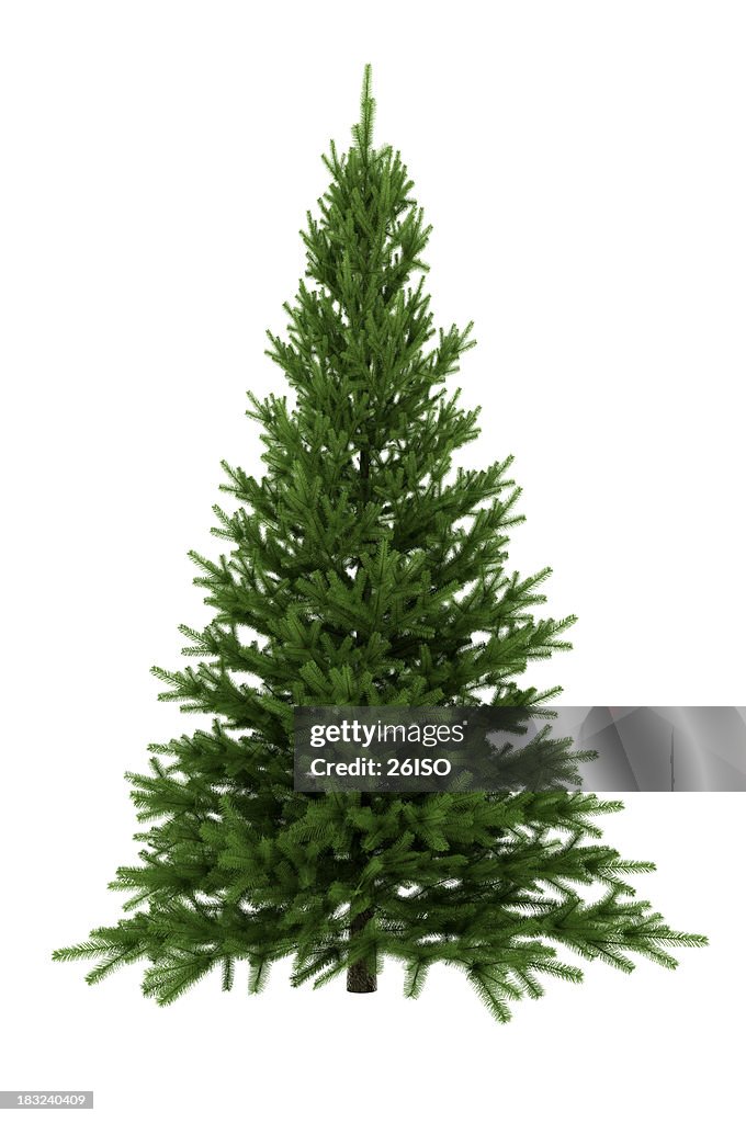 Albero di natale isolato su sfondo bianco (XXXL