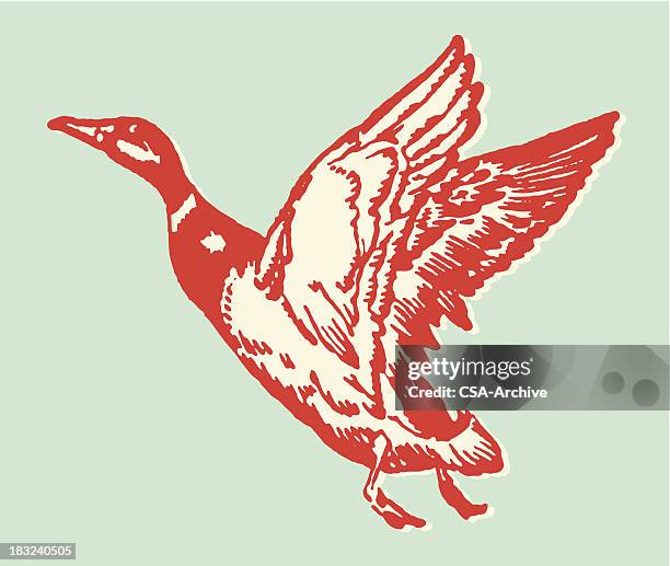 stockillustraties, clipart, cartoons en iconen met illustration of a red duck in flight - ducks